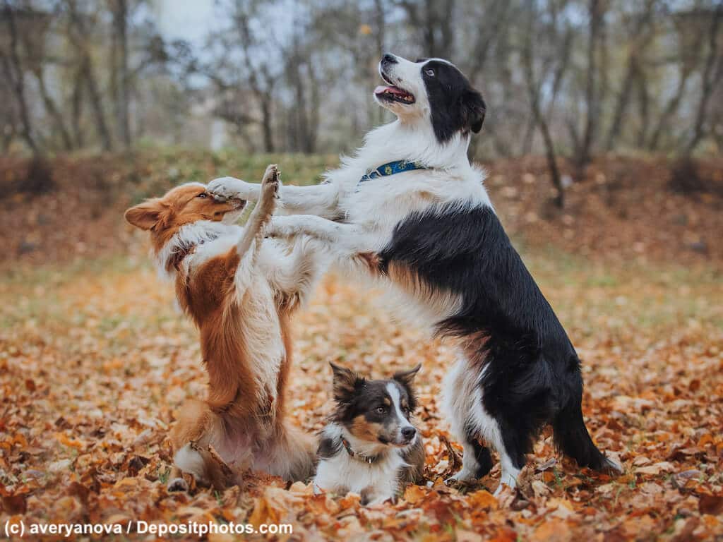 Spiele Border Collie