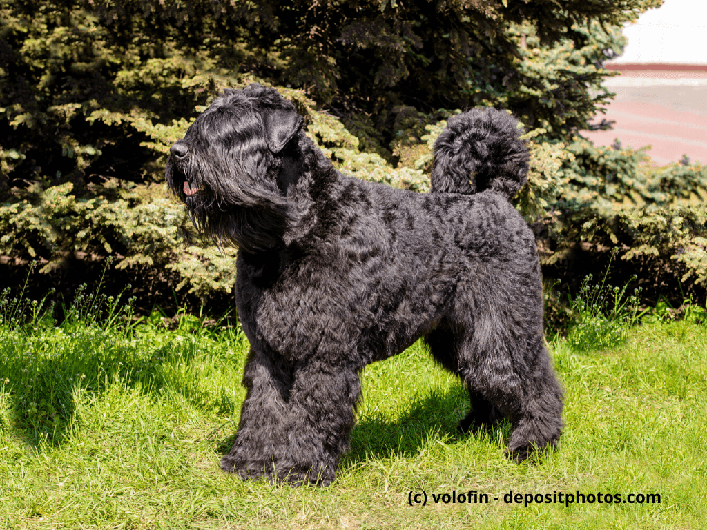 Bouvier de Flandres