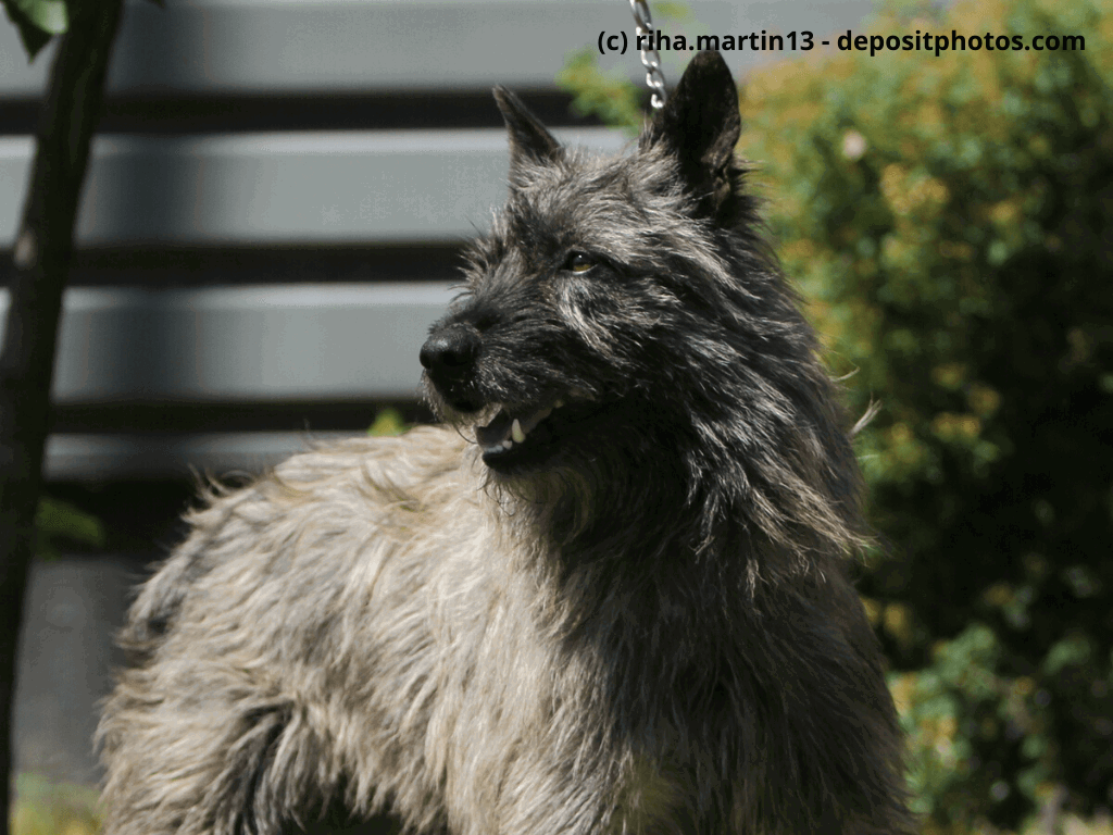 Bouvier des Ardennes Ausstellungsposition auf dem Rasen
