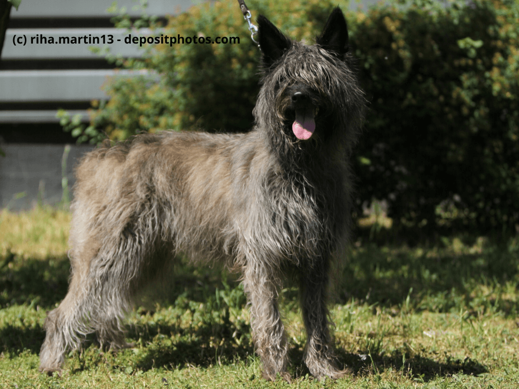 Bouvier des Ardennes