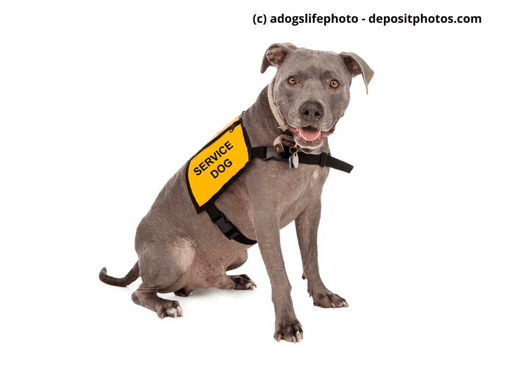 Brauner Pitbull mit „Service-Dog“-Weste sitzt vor weißem Hintergrund