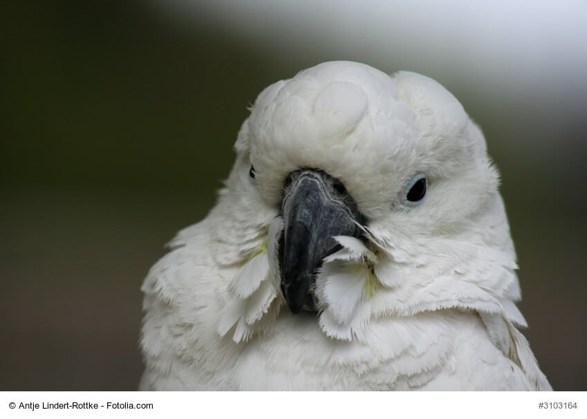Porträt eines Brillenkakadu, weißer Vogel mit weißer Haube und den typischen blauen Augenringen