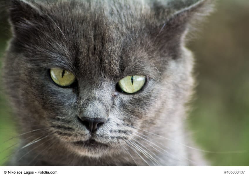 Türkise Augen bei Britisch Blau Kurzhaar Katze