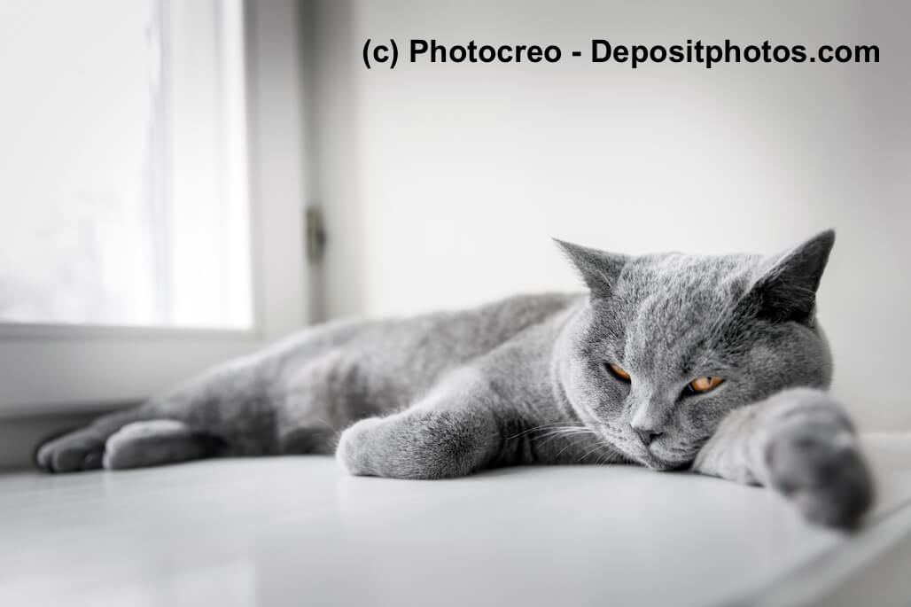 Britisch Blau gelten als ruhige Katzen