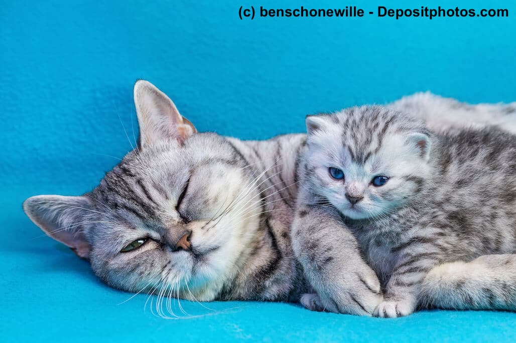 Britisch Kurzhaar in Tabby Silber