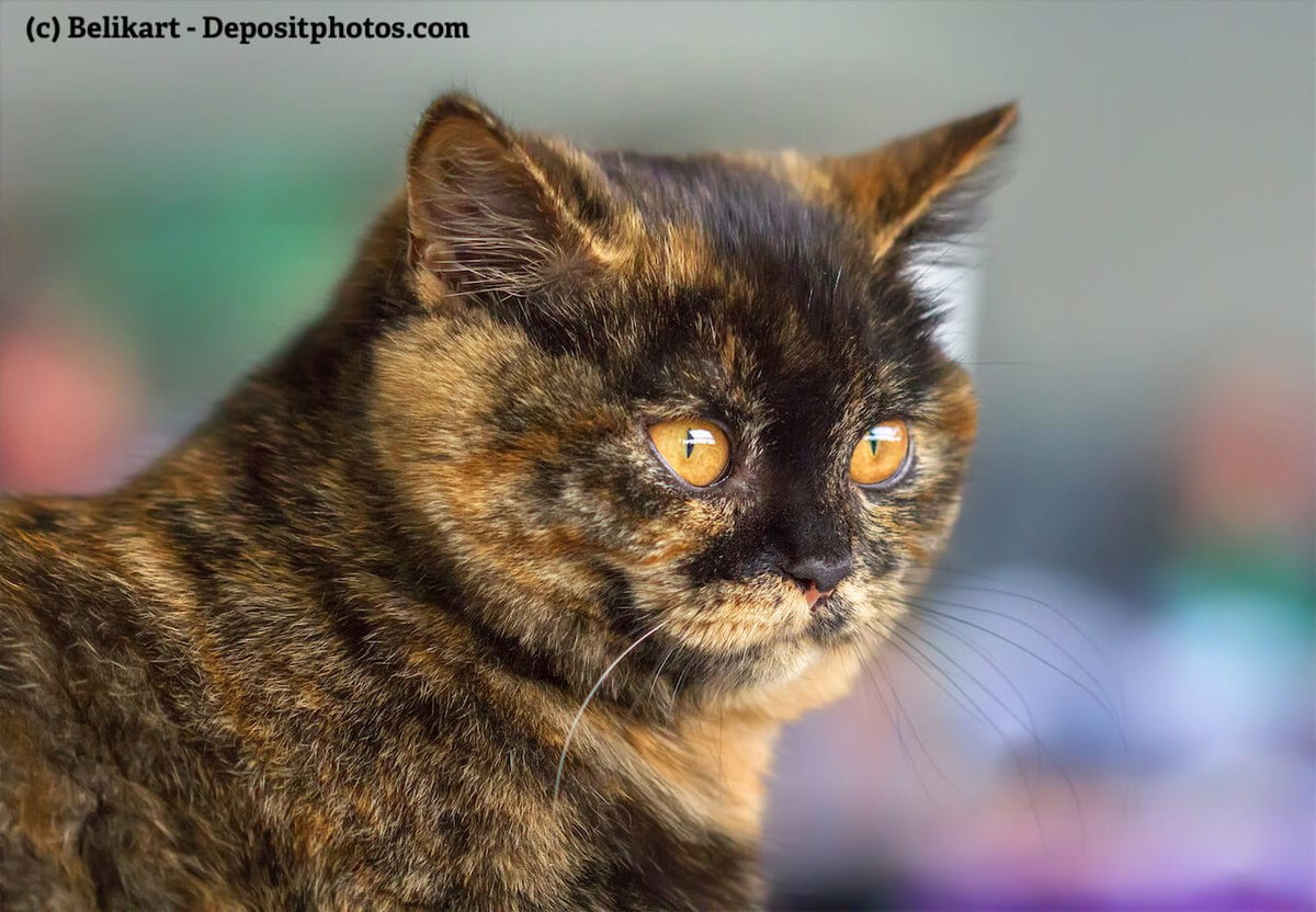 Portrait einer Britisch Kurzhaar Fellfarbe Tortie (Schildplatt und Tabby)