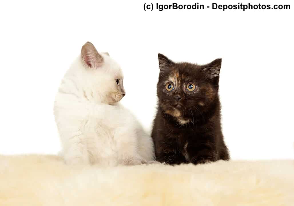 Britisch Kurzhaar Kitten in Colorpoint und Black Tortie