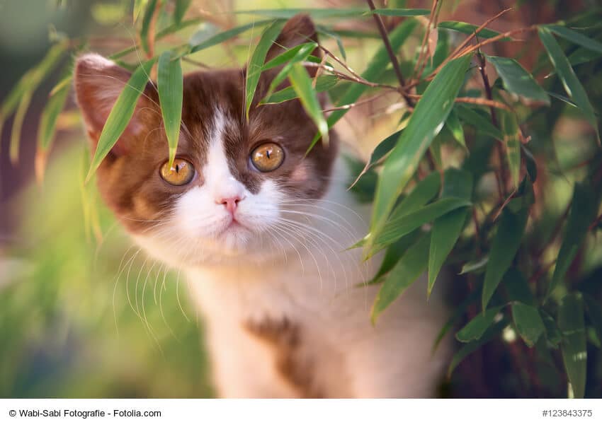 Braun weiße Britisch Kurzhaar Katze mit Bernstein farbenen Augen