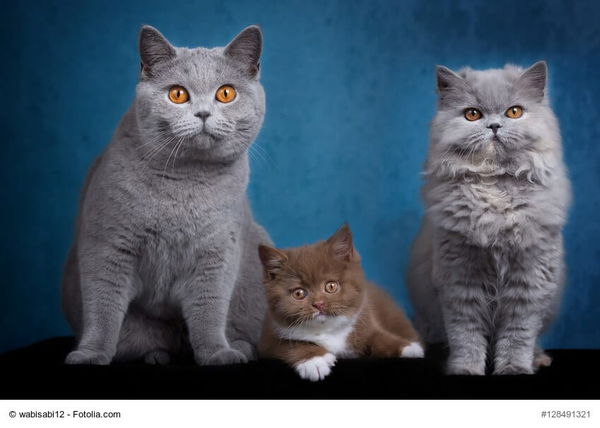 Diese zutraulichen Katzenrassen sind perfekt zum Kuscheln