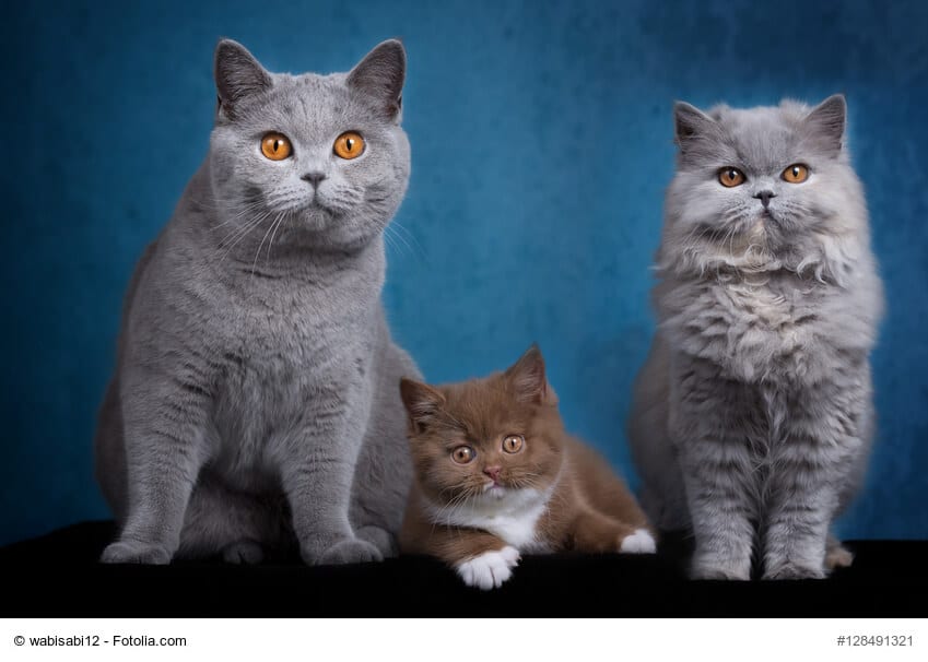 Britisch Langhaar und Britisch Kurzhaar samt Kitte auf einem Bild