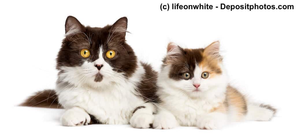 Britisch Langhaar und Highlander Kitten