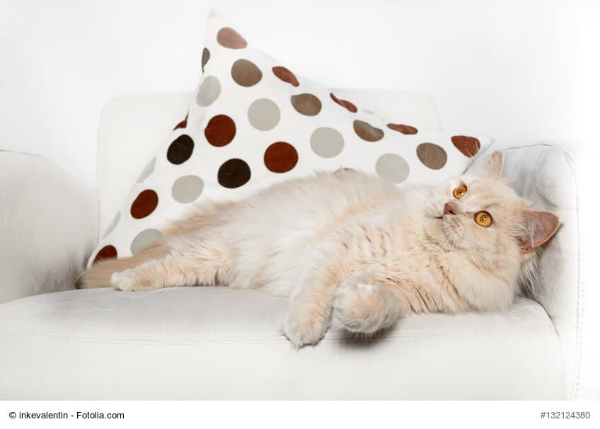 Sehr selten, Britisch Langhaar Katze in creme, liegend