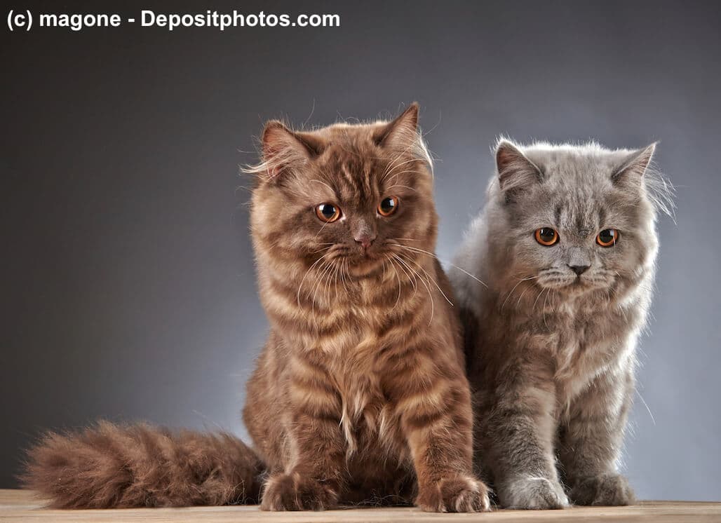 Britisch Langhaar Kitten in Tabby braun und silber