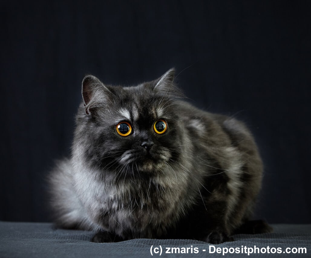 Britisch Langhaar Tabby schwarzgrau