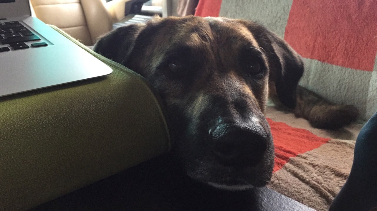 Ein Hund hat seinen Kopf auf einem Tisch abgelegt neben einem grünen Laptopkissen mit aufgeklapptem Laptop