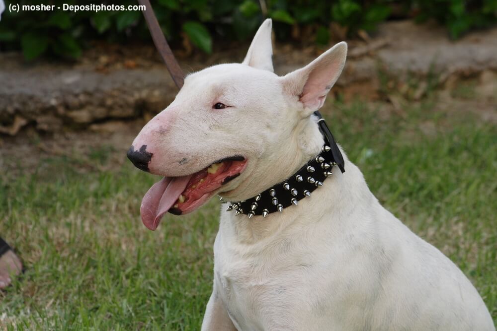 Portrait eines Bullterrier
