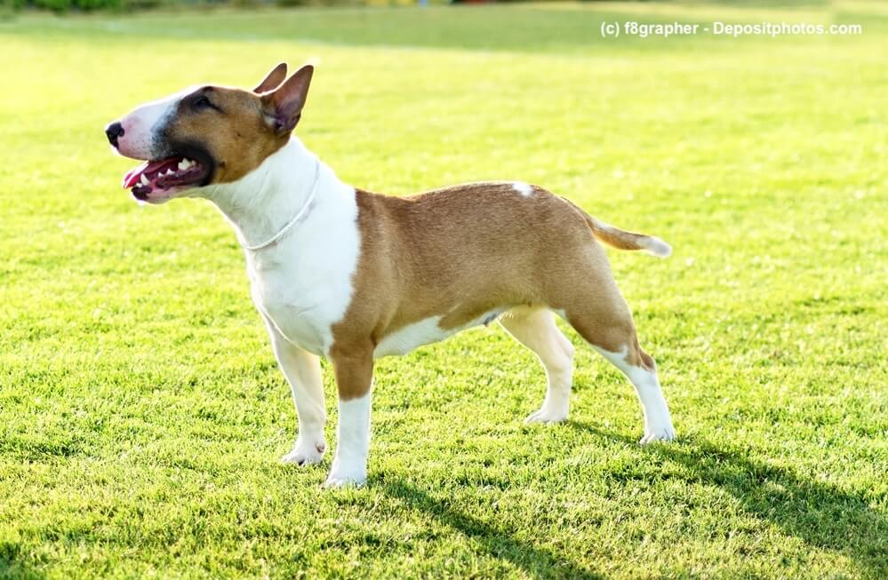 Ein weiß-roter Bullterrier steht auf einer Wiese