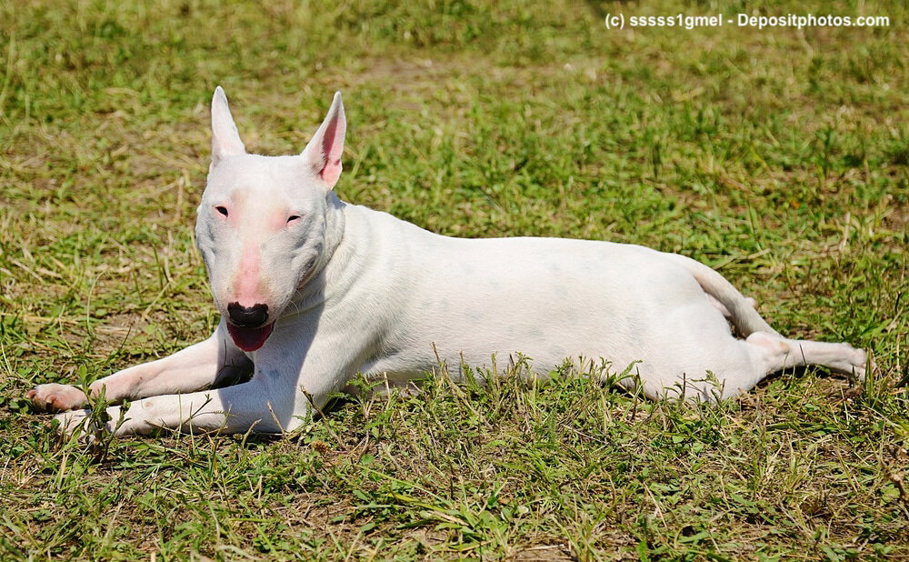 Weißer Bullterrier liegt auf einer Wiese