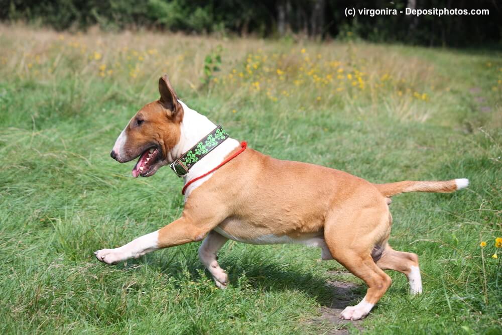 Rot-weißer Bullterrier