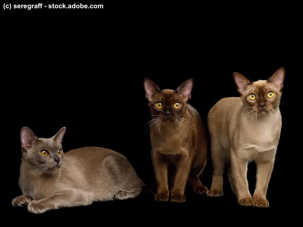 Burma Kitten liegend und stehend