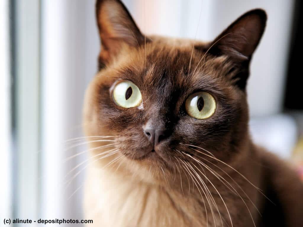 Burma Katze im Porträt