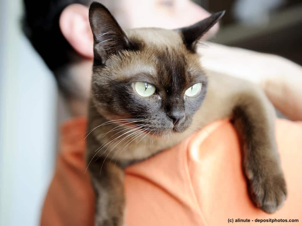 Burma Katze verschmust