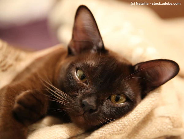 Verändern sich Katzen nach der Kastration?
