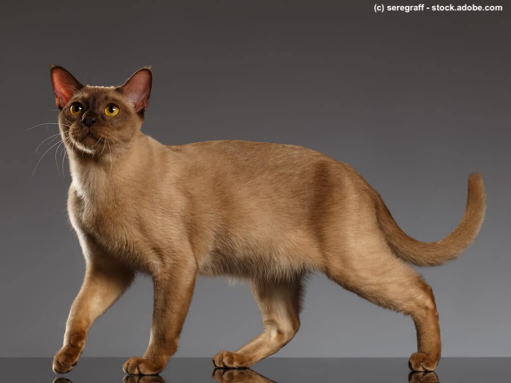 Burma-Katze