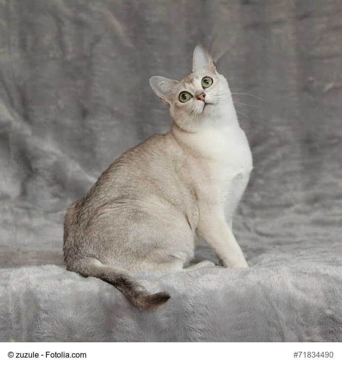 Burmilla Katze weiß/blau sitzend vor grauem Hintergrund