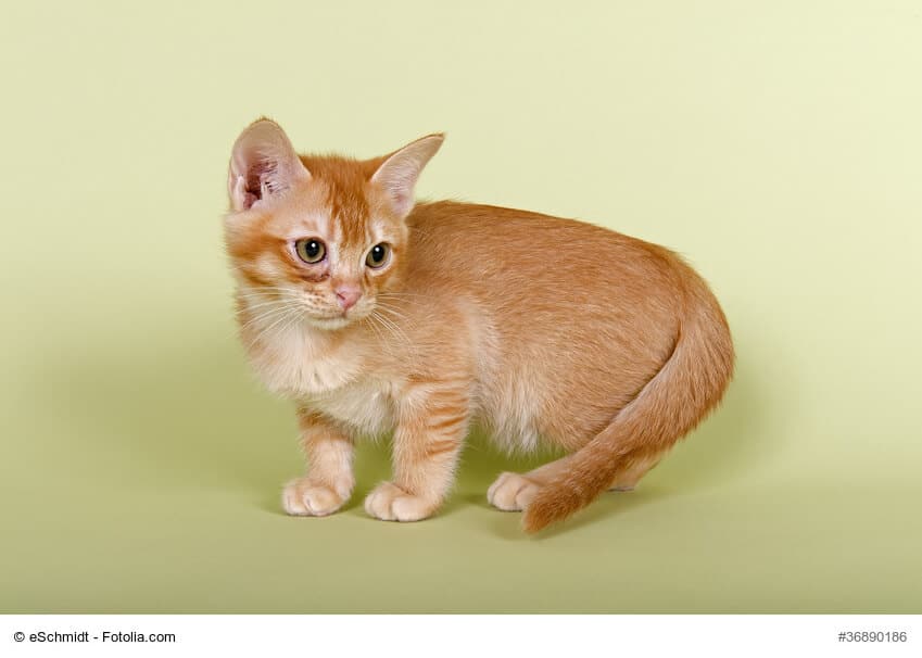 Burmilla Kitte weiß/rot