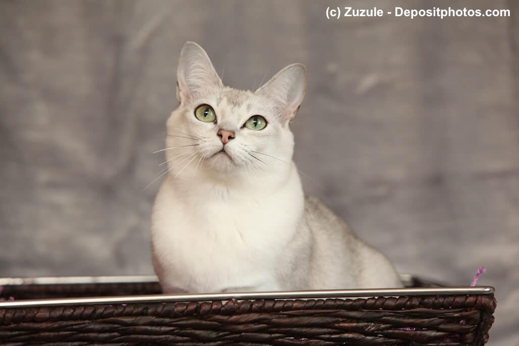 Burmilla sind sehr anhängliche Katzen