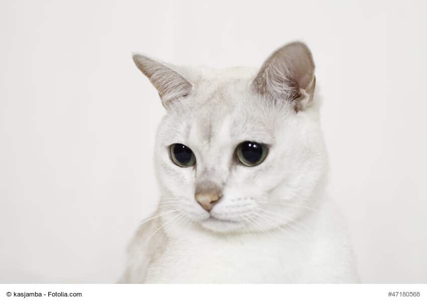 Kopf weiße Burmilla Katze