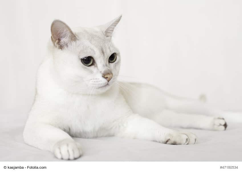 Burmilla