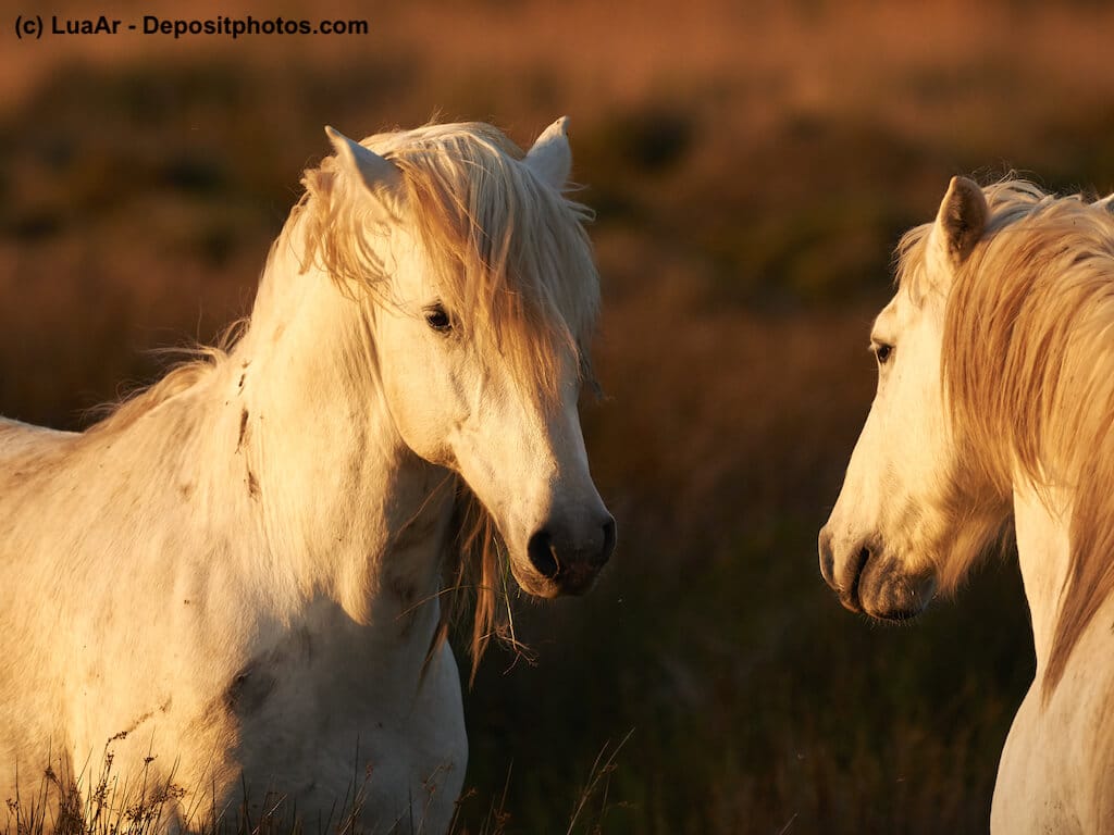 Camargue Pferde in Südfrankreich