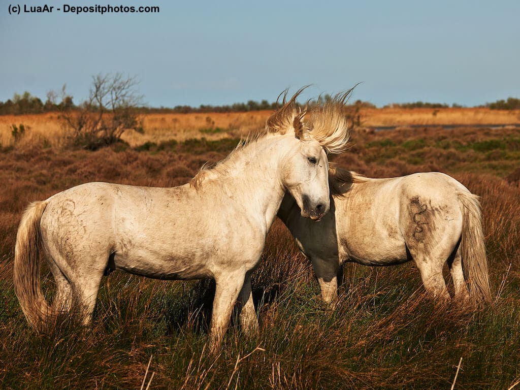 Zwei freie, wilde Camargue Pferde