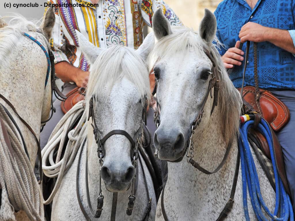 Camargue Pferde und Reiter in Südfrankreich