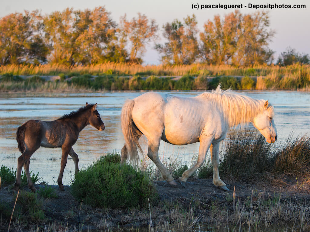 Camargue Fohlen mit Mutter am Flussufer