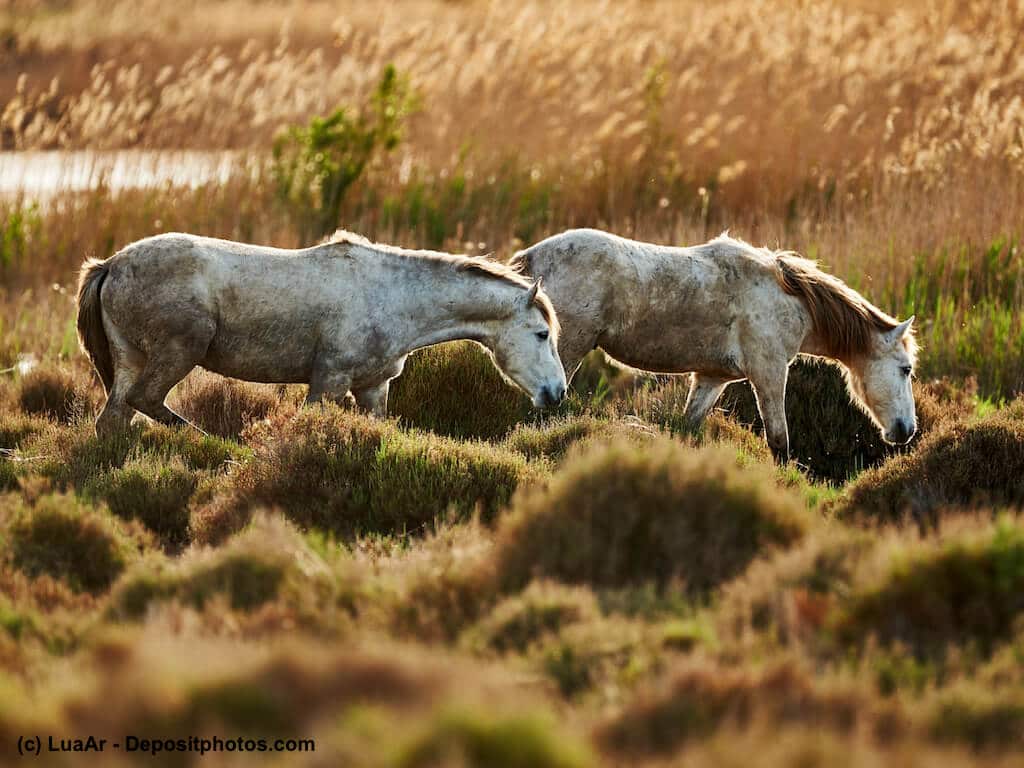 Camargue-Pferd