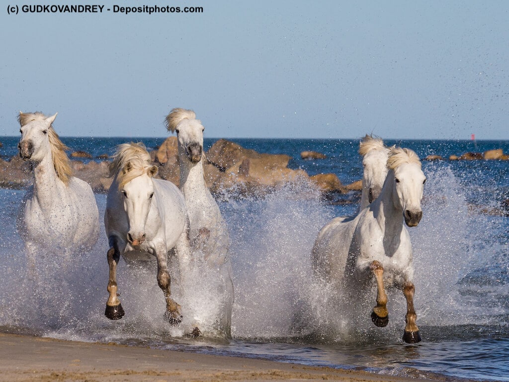 Herde Camargue Pferde im Wasser