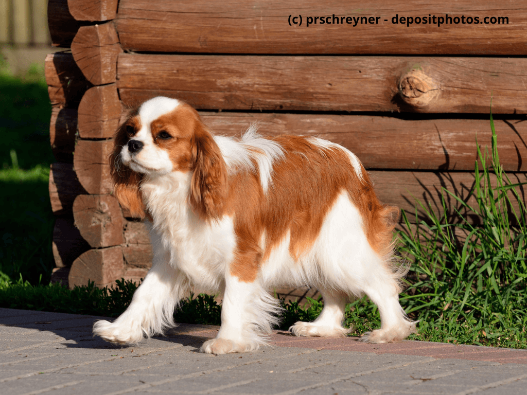 Cavalier King Charles Spaniel Steckbrief