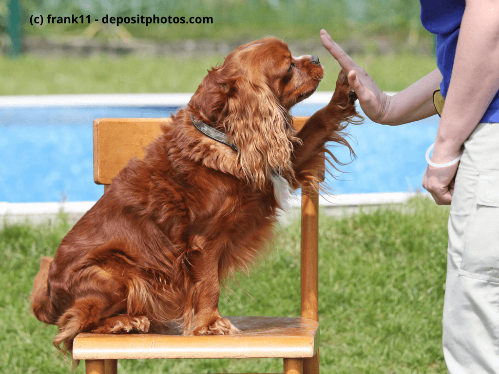 Cavalier King Charles Spaniel gibt Pfote