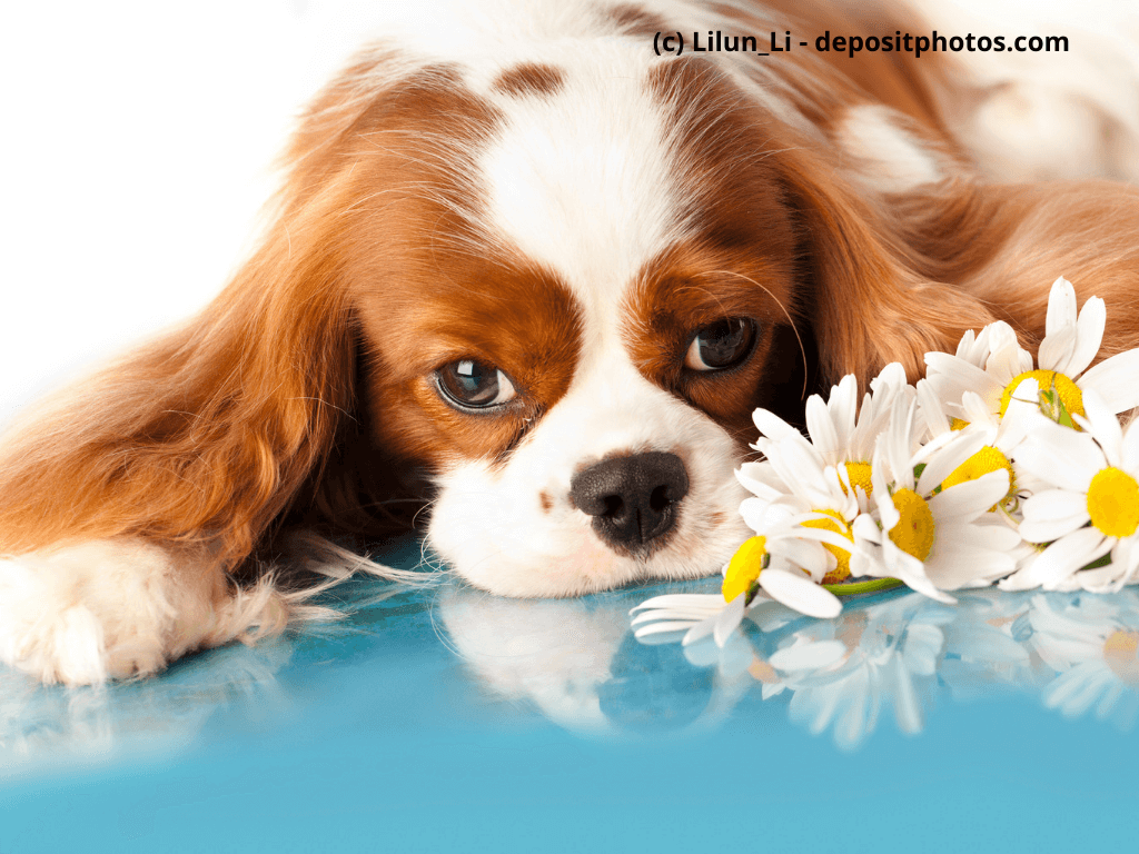 Cavalier King Charles Spaniel liegt auf Boden