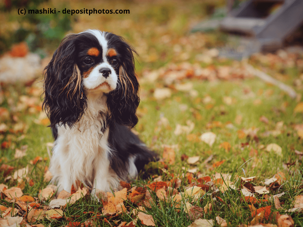 Cavalier King Charles Spaniel sitzt im Rasen