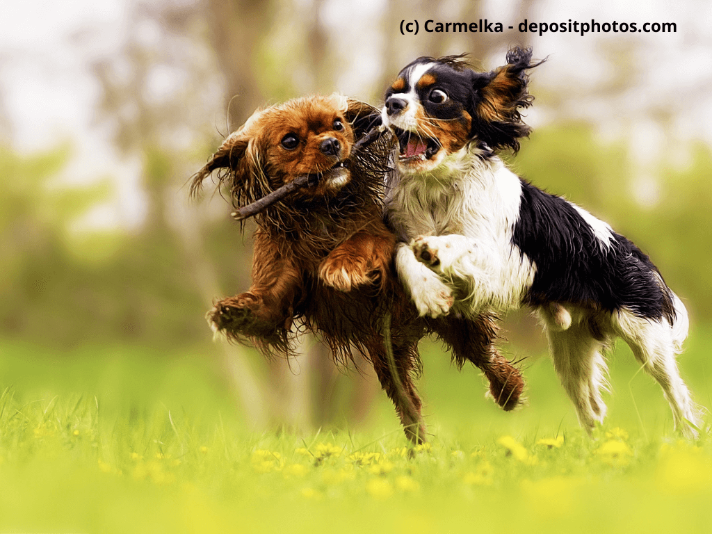 Cavalier King Charles Spaniel spielen miteinander
