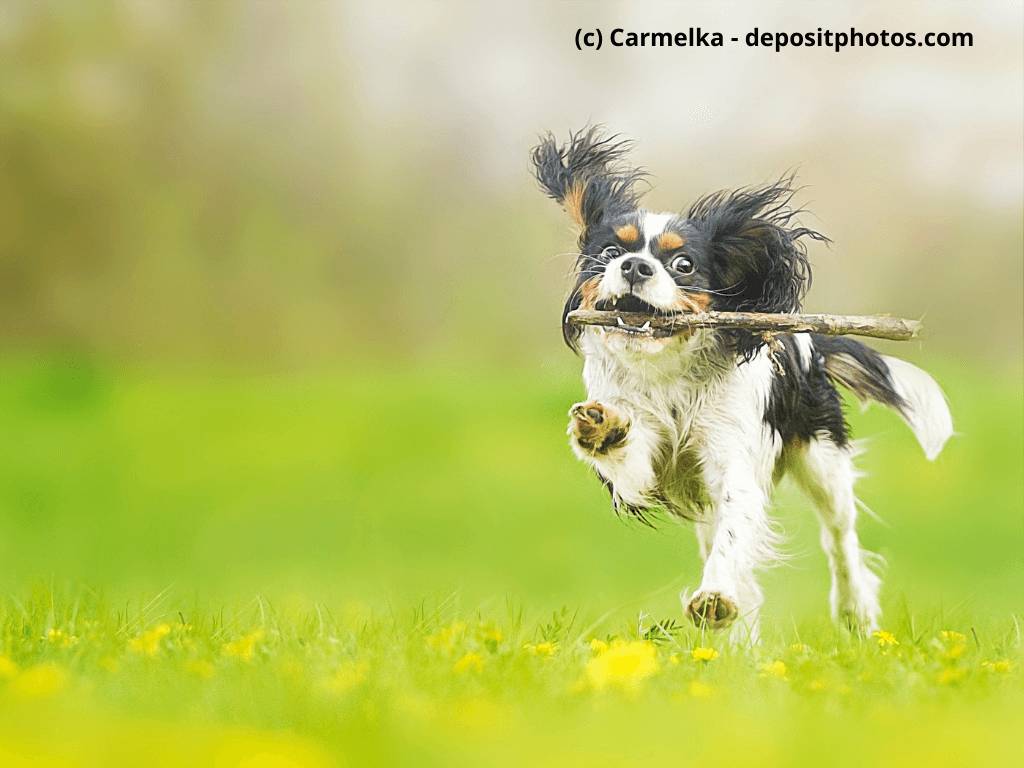 Cavalier King Charles Spaniel spielt mit Stock