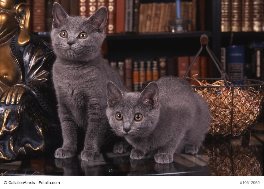 Chartreux Geschwister Kitten , ein Katzenkind sitzt eines liegt, vor herbstlichem Hintergrund