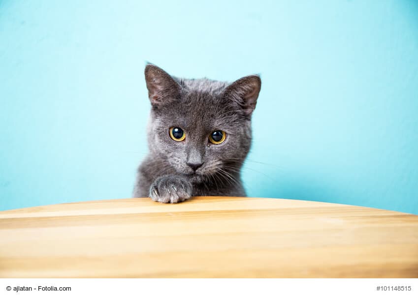 Neugieriges Chartreux Katzenkind setzt eine Pfote auf eine Tischplatte