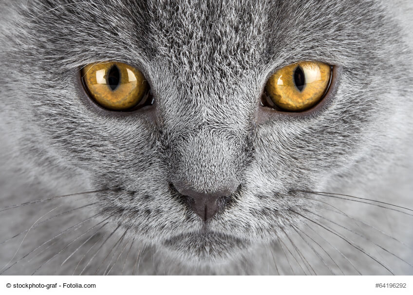 Portrait einer hellgrauen Chartreux Katze