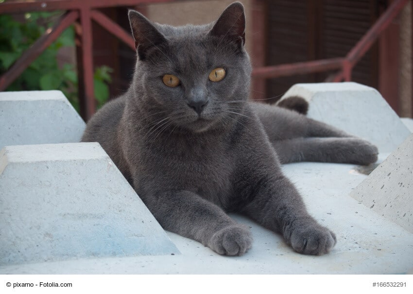 Dunkler Chartreux (echte Kartäuser) Kater liegend auf weißer Mauer