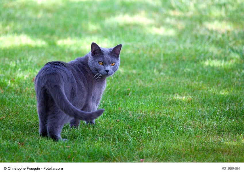 Stehende Chartreux Katze auf einer Wiese